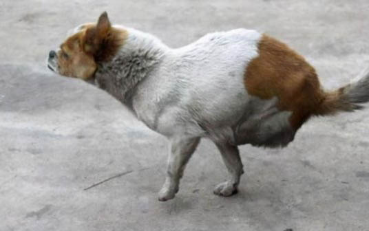 狗狗懷孕多久可以洗澡啊？