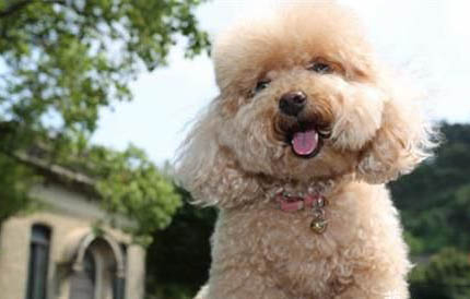 泰迪犬什么顏色最貴