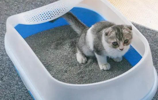 貓咪生完孩子多久可以絕育