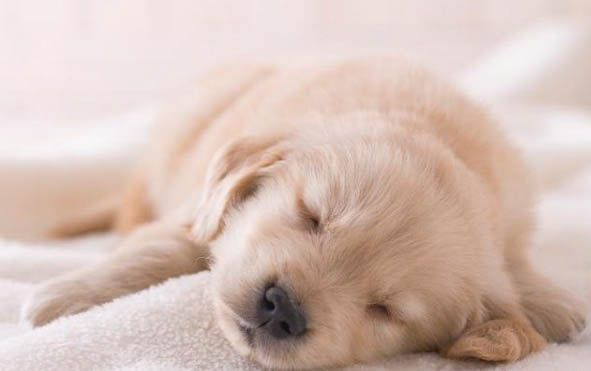 狗狗犬瘟細小什么癥狀