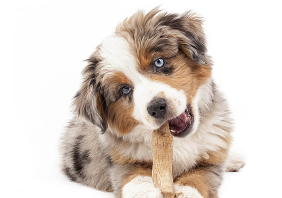 澳大利亞牧牛犬冠狀病毒吐白沫