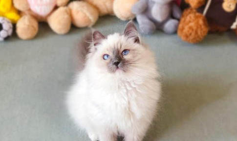 布偶什么時候開始爆毛?