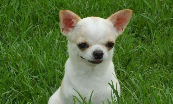 中小型犬品種有哪些?