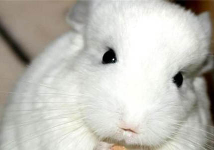 龍貓的生活特點，龍貓適宜的溫度是多少