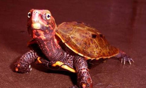 楓葉龜的飼養環境有什么講究