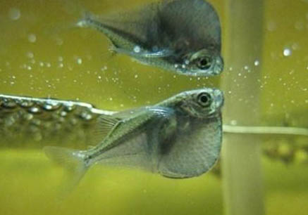 小魚缸養魚用什么泵供氧好