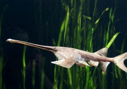 象鼻魚能與什么魚混養(yǎng)