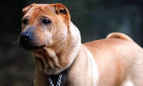 沙皮狗適合家養嗎？