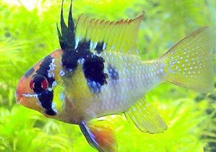 玻利維亞鳳凰魚能長多大