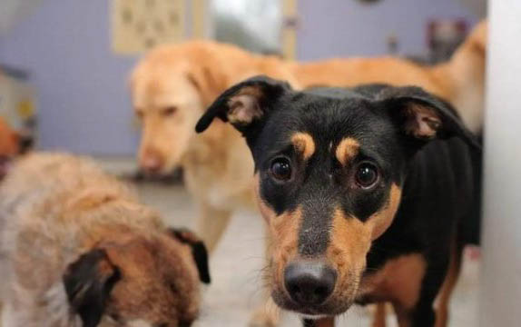 犬瘟空氣傳染幾率大嗎