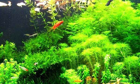 魚缸長褐藻怎么清除