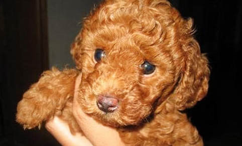 貴賓狗為什么要斷尾巴