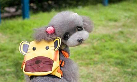 貴賓犬多少錢一只