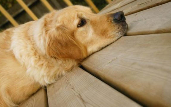 貓打了狂犬疫苗幾天可以洗澡