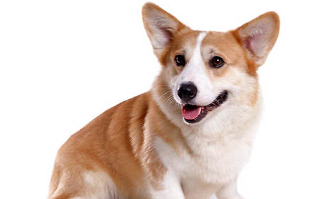 柯基犬容易掉毛嗎
