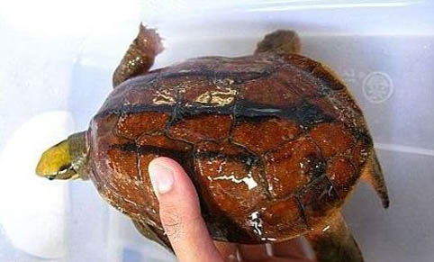 金錢龜能長多大啊