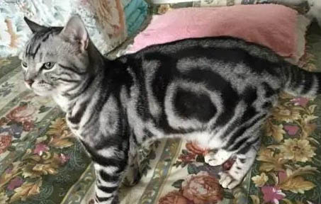 虎斑折耳貓和藍貓那個更好更粘人些