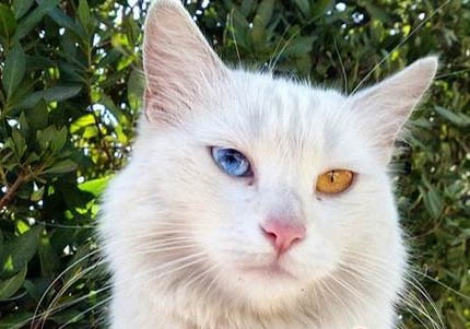 土耳其梵貓尿結(jié)石的原因及處理方法