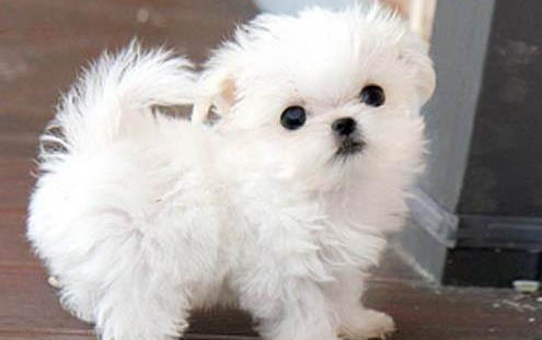 馬爾濟斯犬口吐白沫的原因及處理方法