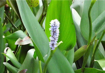 狗狗被魚刺卡喉嚨會怎么樣嗎