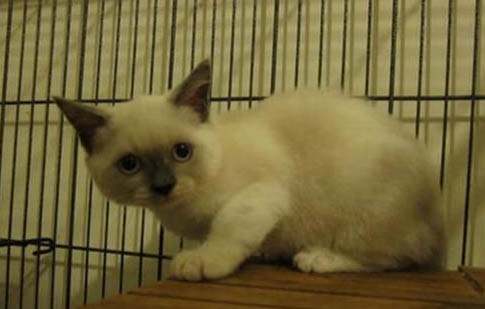 中型短毛干凈好養的犬類有哪些