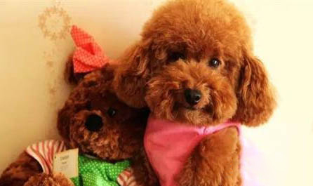 如何改善狗狗口臭