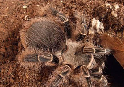 斑馬魚能活多久啊