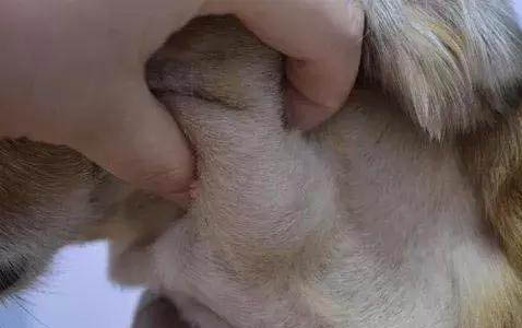 狗狗吐舌頭喘氣是犬瘟