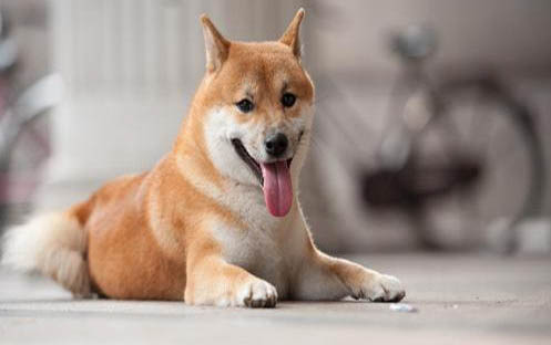 為什么狗狗的尿很黃