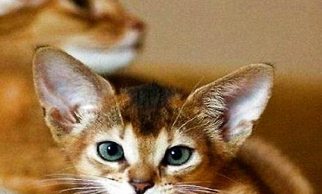 阿比西尼亞貓打噴嚏流黃鼻涕的原因及處理方法