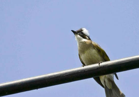 白頭鵯壽命多少年