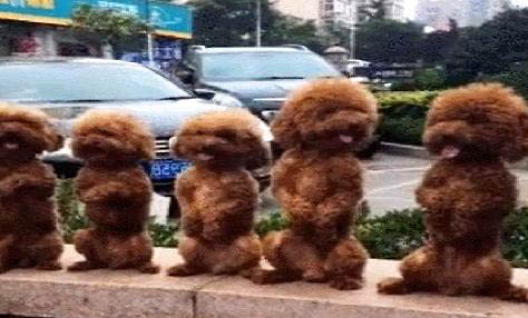 泰迪犬如何看年齡