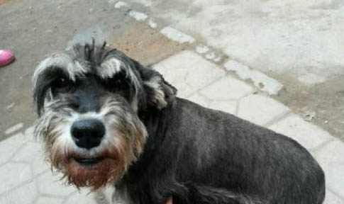 雪納瑞養多久才可以認主人