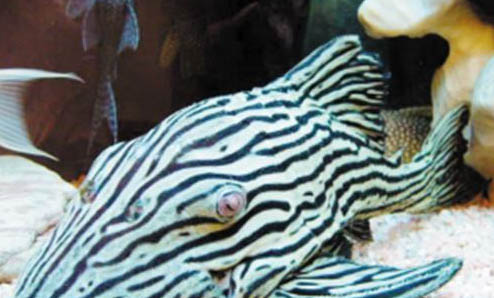 金魚失鰾可以自己恢復嗎