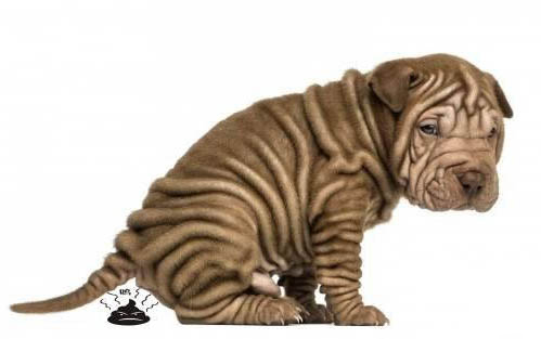 幼犬一般喝羊奶粉幾個月