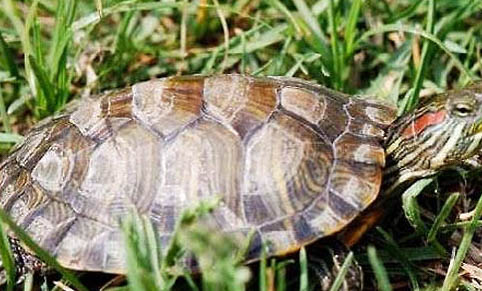 冷水龜有哪些品種