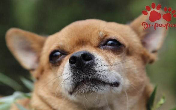 狗狗可不可以吃生花生