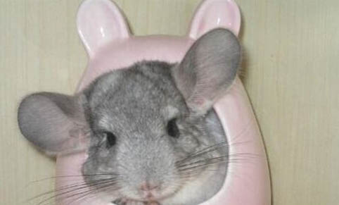 龍貓能不能吃茭白的葉子