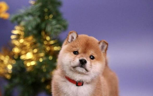 柴犬是只認一個主人嗎?