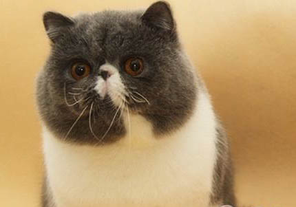 異國短毛貓打噴嚏流黃鼻涕的原因及處理方法