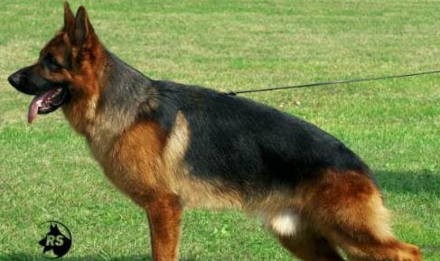 母犬懷孕幾個(gè)月生小狗