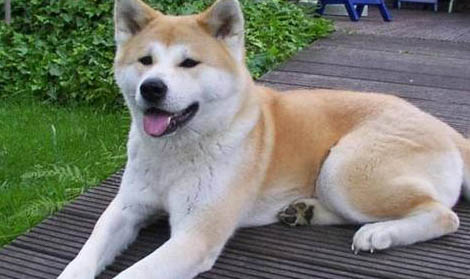 秋田犬和柴犬幼犬哪個好