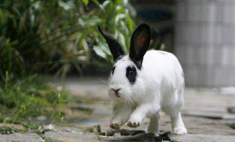 熊貓神仙魚能長多大