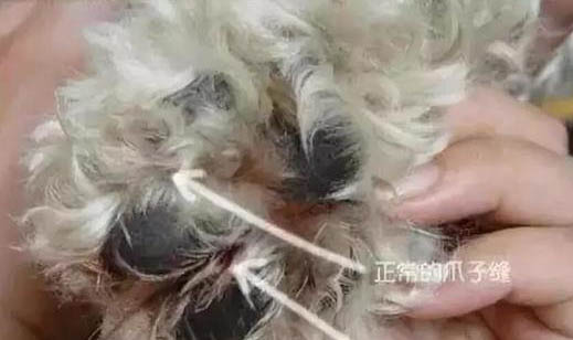 怎么知道狗驅(qū)蟲驅(qū)干凈了