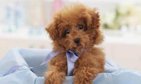 貴賓犬為什么要剪毛