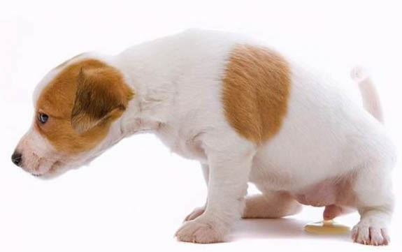犬心保2斤幼犬用量