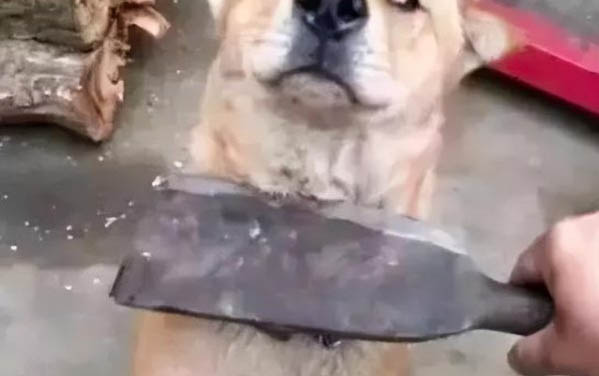 狗狗撕扯狗窩的原因及處理方法