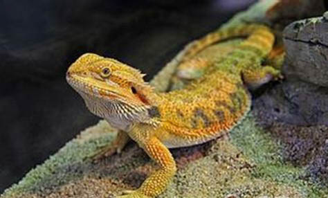 松獅犬和哈士奇哪個好養