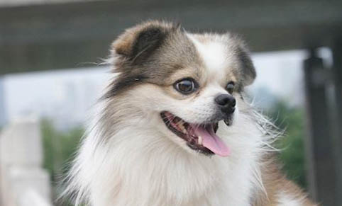 怎樣改善狗狗地包天