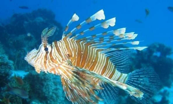 蘭壽金魚需要多大的魚缸